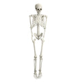 5.4FT Posable Skeleton A126