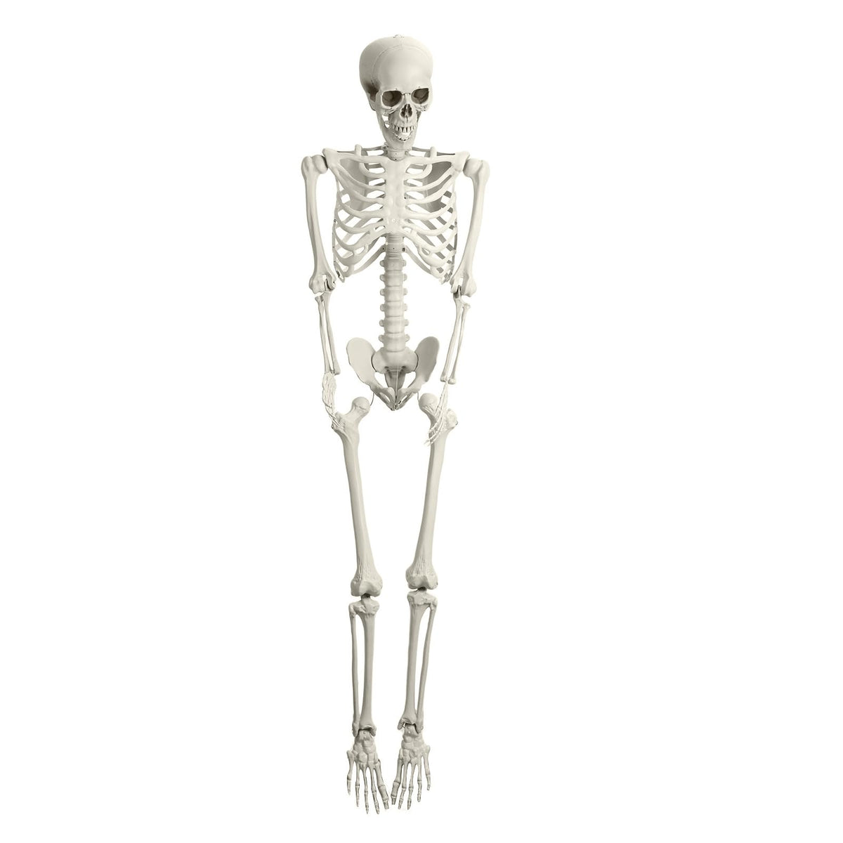 5.4FT Posable Skeleton A126