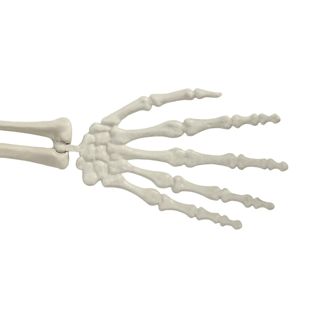 5.4FT Posable Skeleton A126