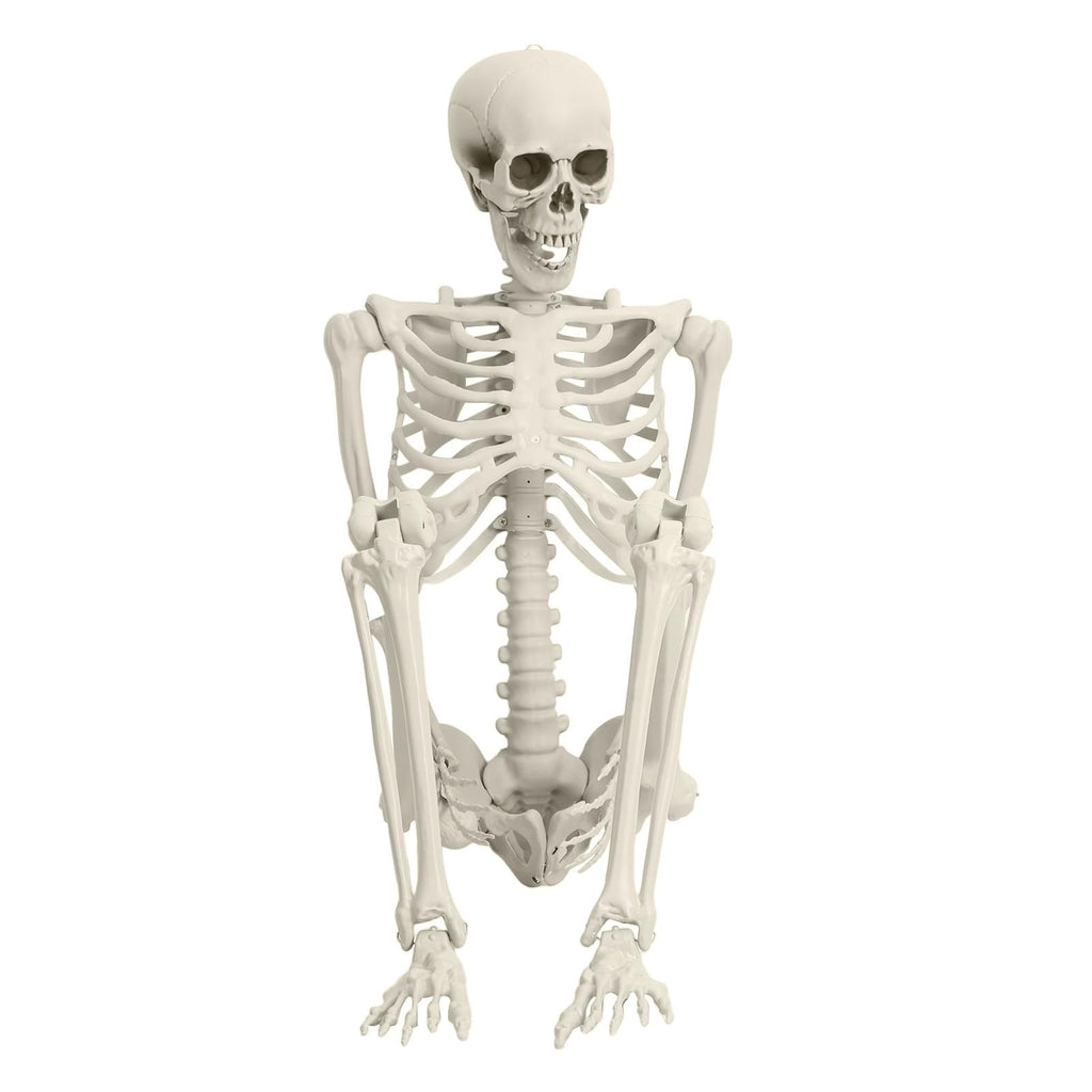 5.4FT Posable Skeleton A126