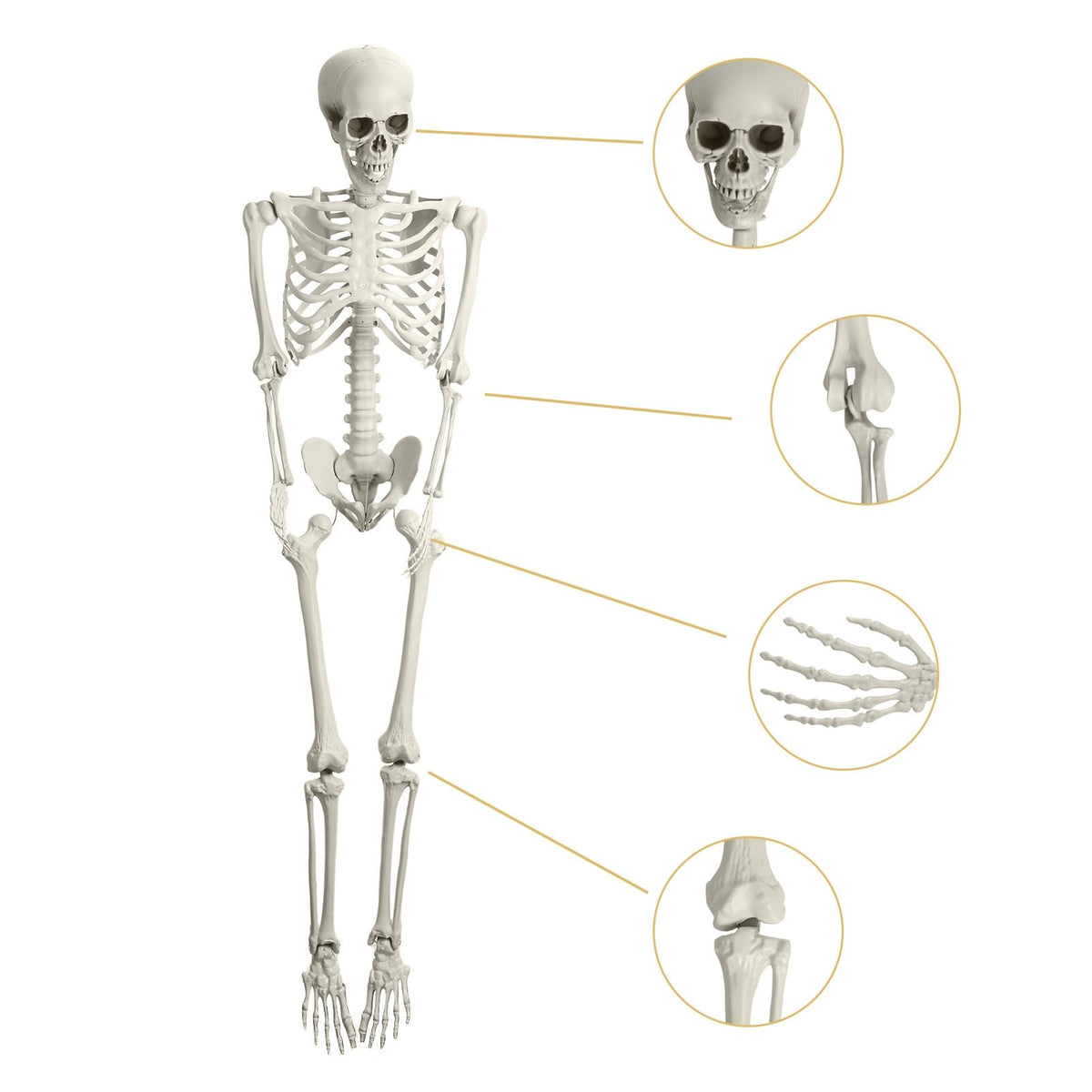 5.4FT Posable Skeleton A126
