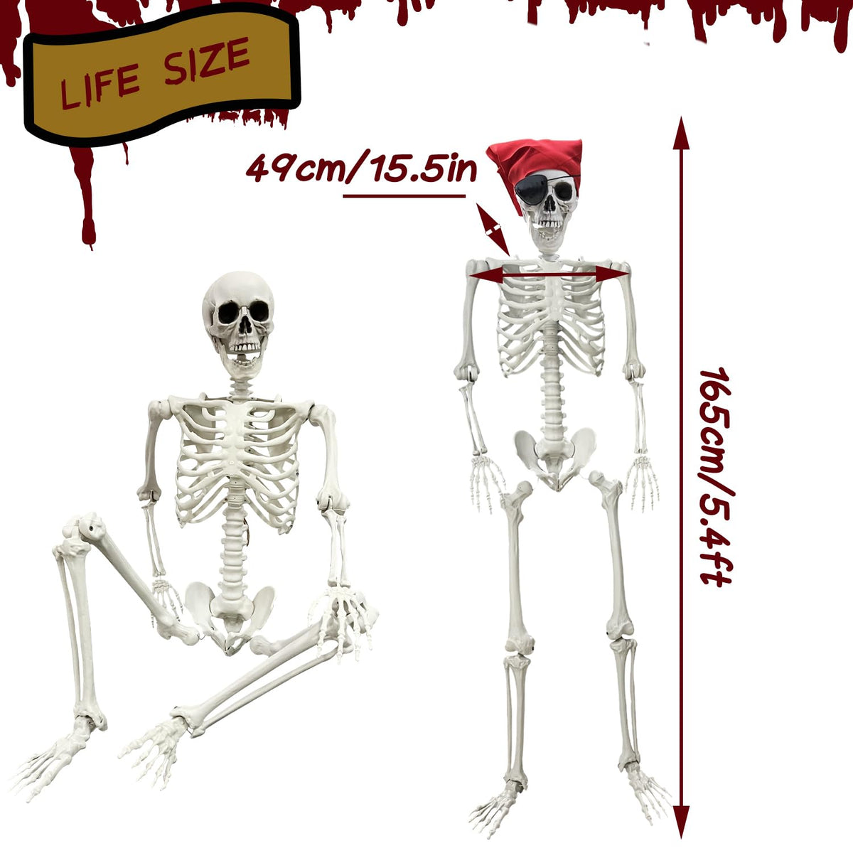 Life Size Skeleton with Posable Joints G9527