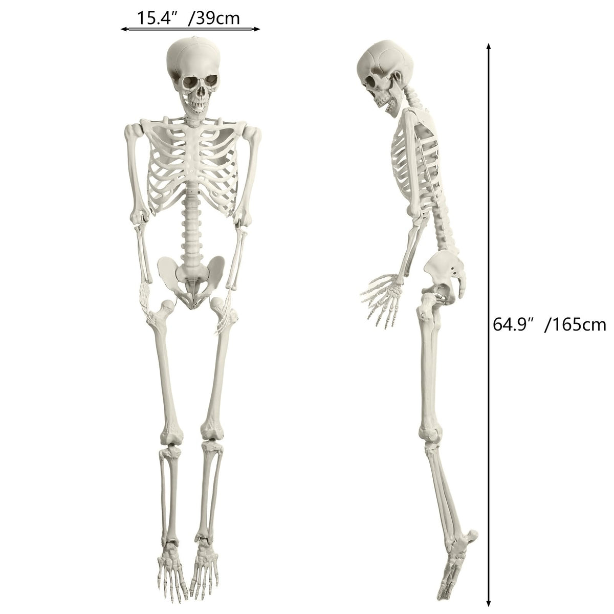 5.4FT Posable Skeleton A126
