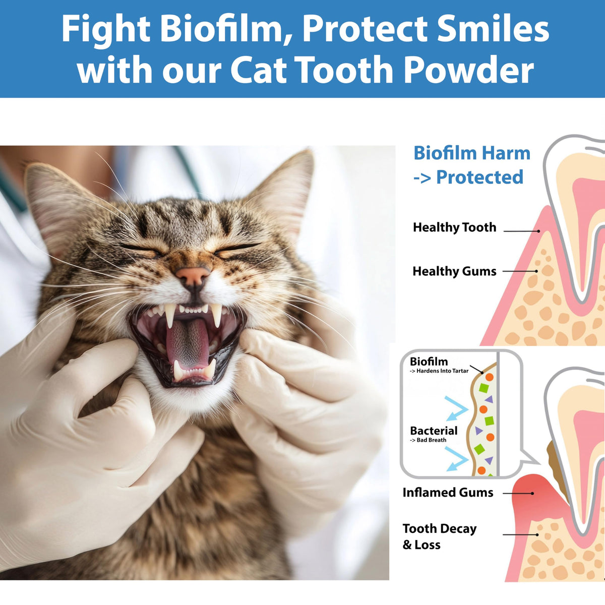 Cat Dental Powder D343914