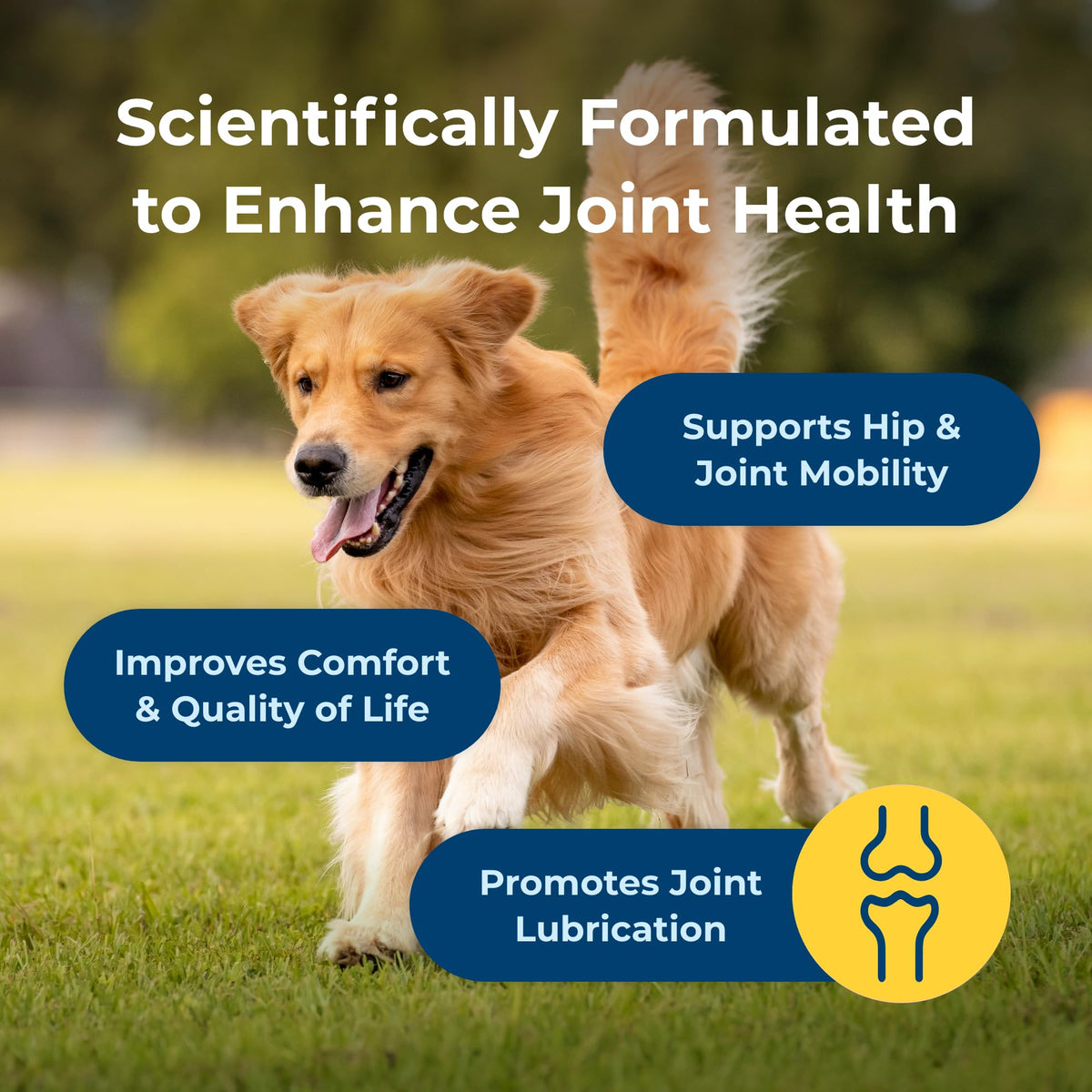 Joint Health & Mobility Soft Chews for Dogs 45 Count I58652